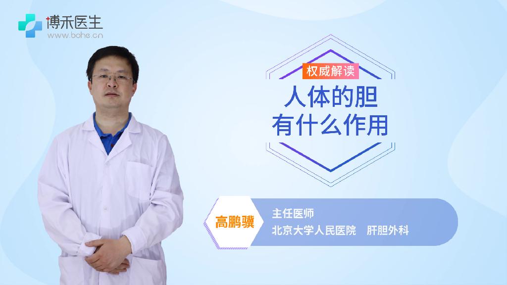人体的胆有什么作用