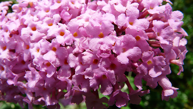 白芨CC0锐景、.jpeg