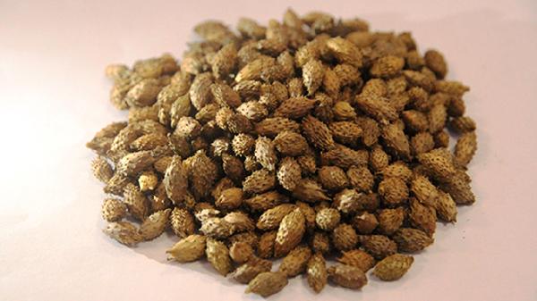 苍耳子和香油治疗鼻炎的做法