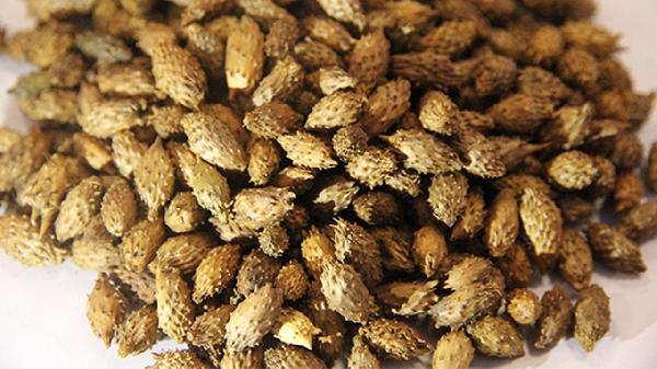 苍耳子香油治疗鼻炎怎么做法?